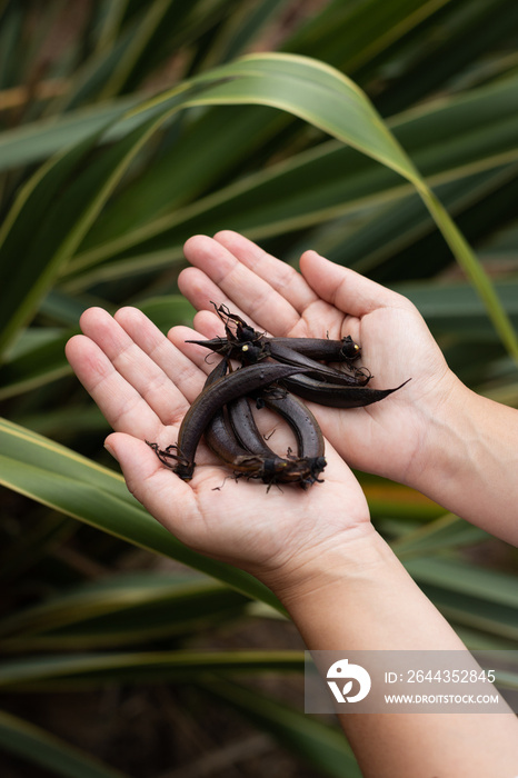 Close up of woman’s hands holding New Zealand flax seed pods, Phormium Tenax