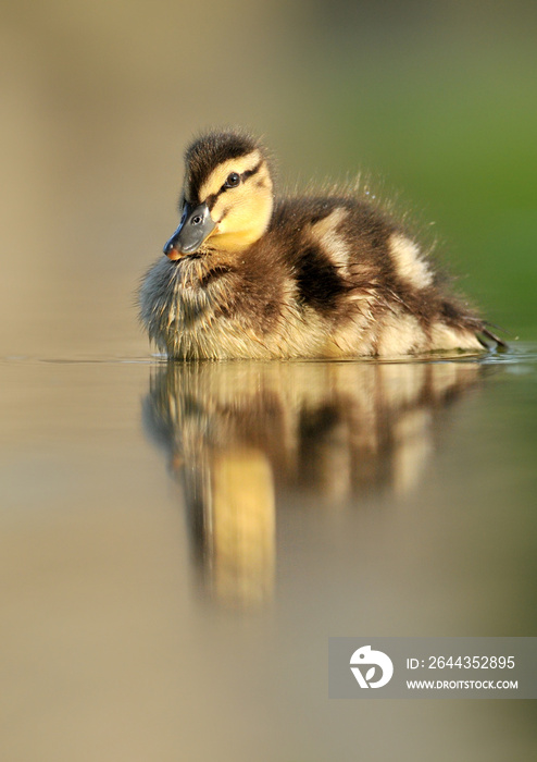 Beautiful little duck swimming in water pond.