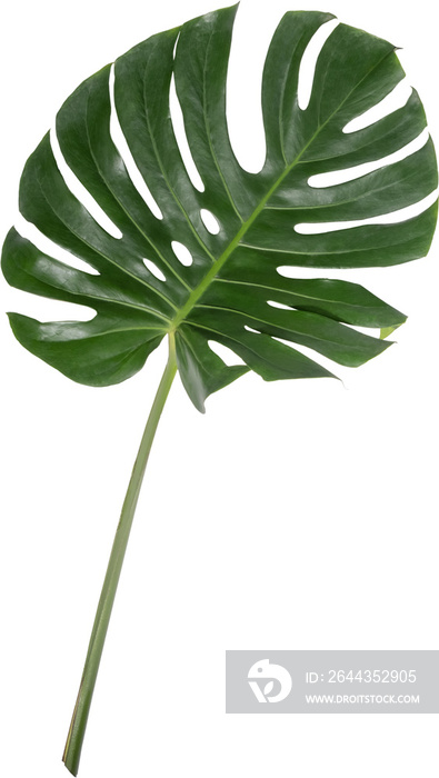 Monstera leaf cutout on transparent background.