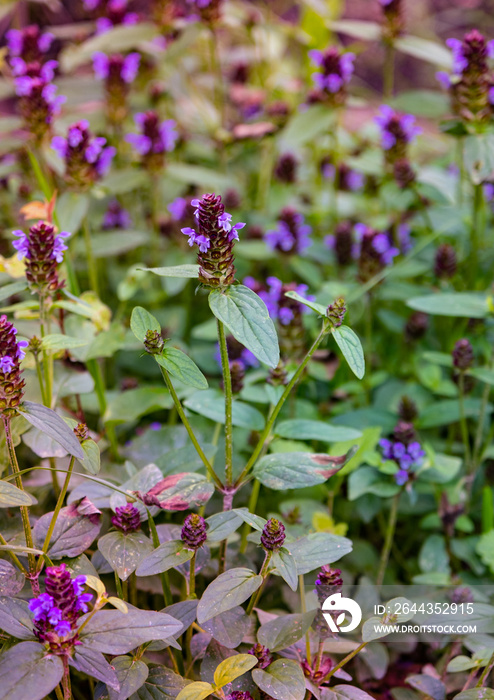 Common Selfheal  (Prunella vulgaris)