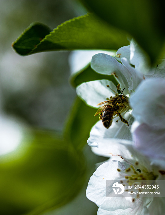 bee on a flower