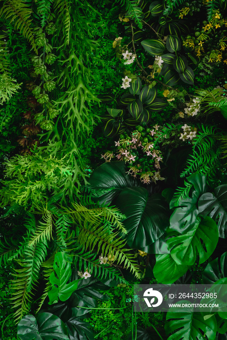 abstract green leaf texture, tropical leaf foliage nature dark green background