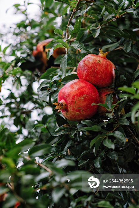 Red ripe pomegranate fruit on tree branch in the garden  orchard ready for harvest