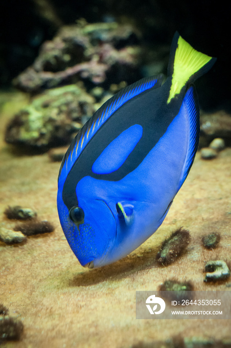 Famous aquarium fish Palette surgeonfish, Latin name Paracanthurus hepatus.