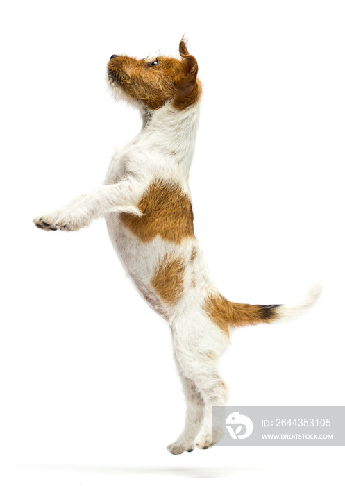 puppy jumping on a white background, jack russell terrier