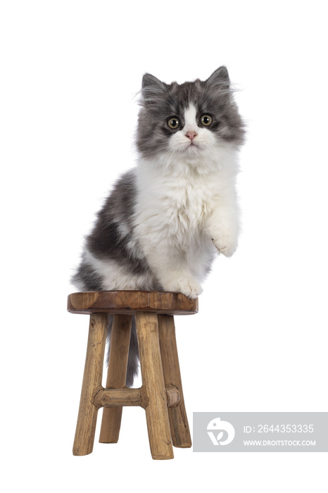 very cute blue with white Tailed Cymric aka Longhaired Manx cat kitten, sitting facing front on little wooden stool. Looking straight into camera with the sweetest eyes. isolated cutout on a transpare