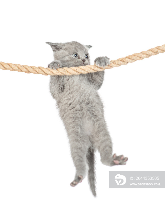Cute kitten  is hanging on the rope. isolated on a white background