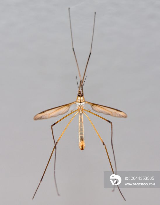 Crane Fly or Tipula or Daddy-Longlegs on the Wall