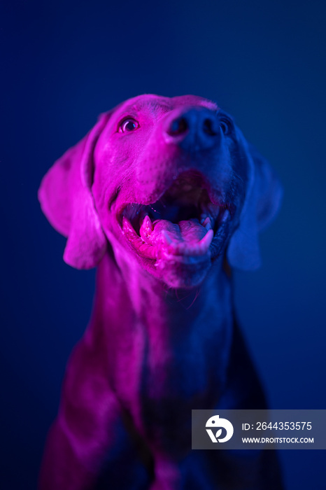 Weimaraner dog happy in the light of multi-colored lamps on a blue background. looking up