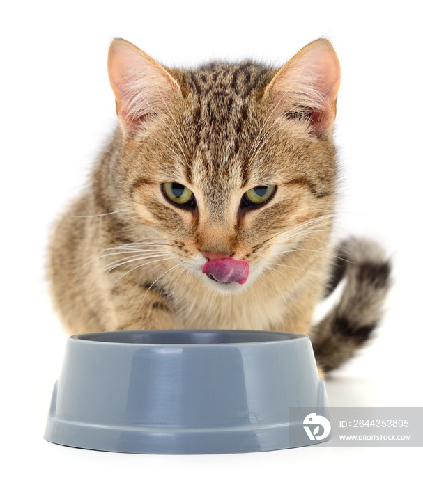 Cat eating dry food.