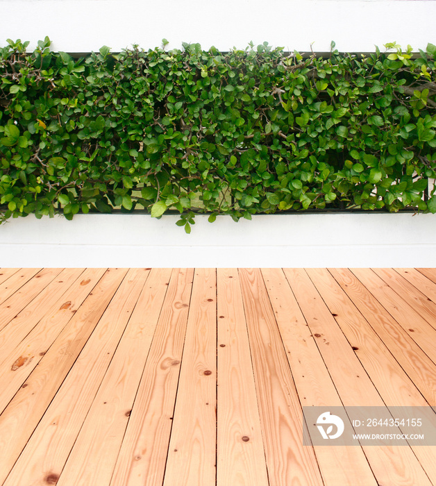 green leaves plant on wall with wood floor