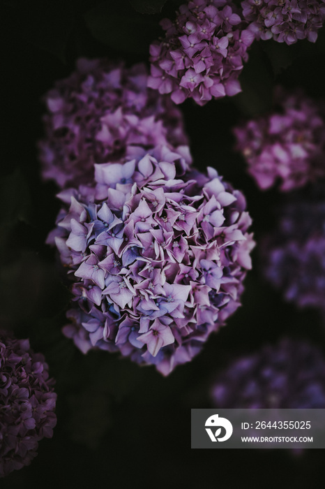 Purple florals close up