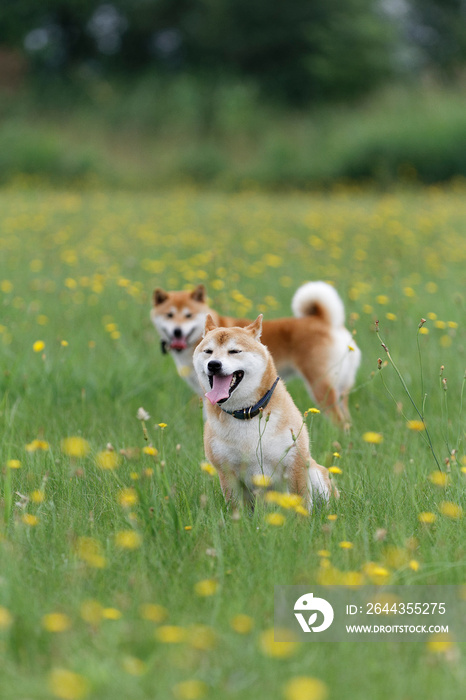 野原で遊ぶ柴犬