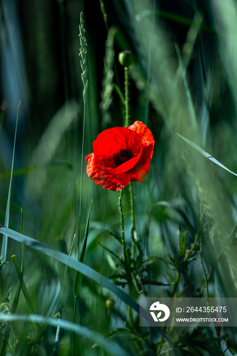 Red poppy flower on dark green background summer time