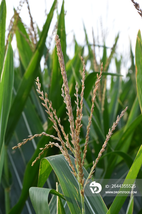 Corn Tassel