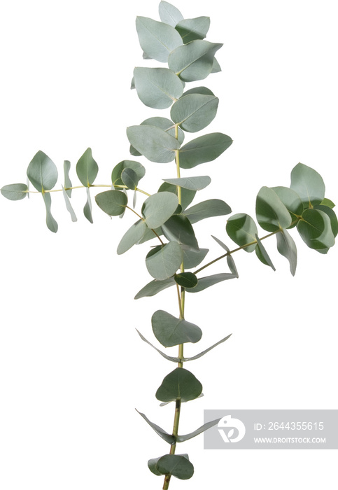 Eucalyptus leaf cutout on transparent background.