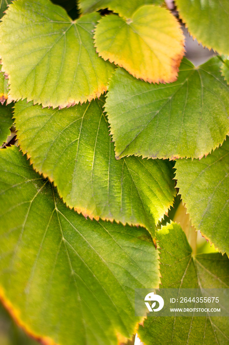 tilia americana leaves