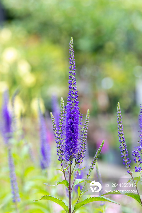 Veronica longifolia blauriesin or speedwells blue flowers with green