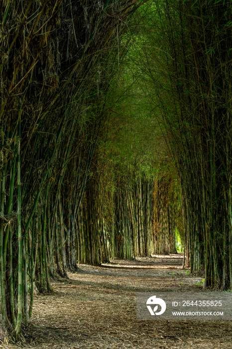 Footpath amidst bamboo trees In forest ,  Armenia region, Colombia, South America