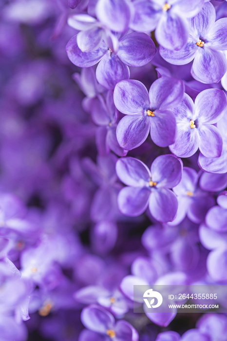 Tender purple lilac background. Moody macrophotography. Blossoming spring flowers wallpaper. Beautiful seasonal floral closeup. Copy space. Atmospheric photo. Vertical photo.