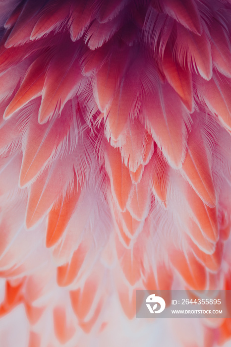 Beautiful close-up of the feathers of a pink flamingo bird. Creative background.