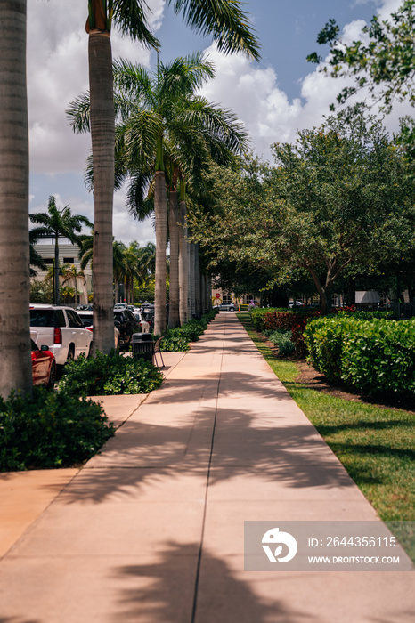 palms sidewalk garden downtown doral miami florida cars nature trees summer