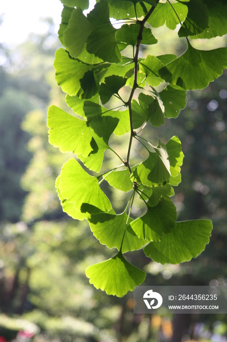 gingko tree leafs