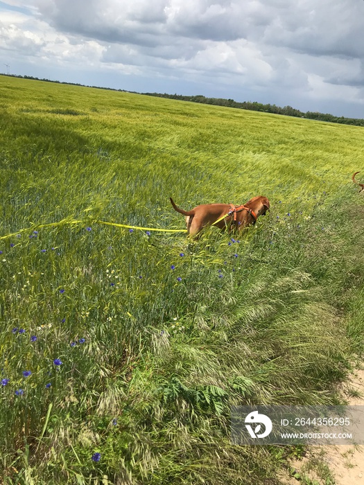 hund ridgeback beim gassi mit schleppleine ausbildung hundeschule feld gassi