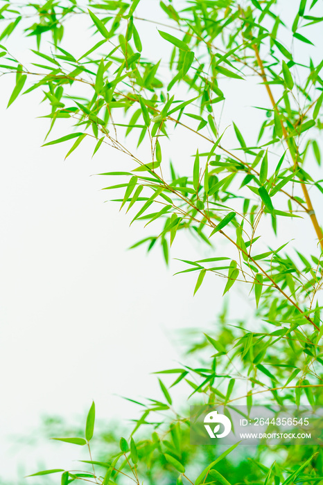 Green bamboo background