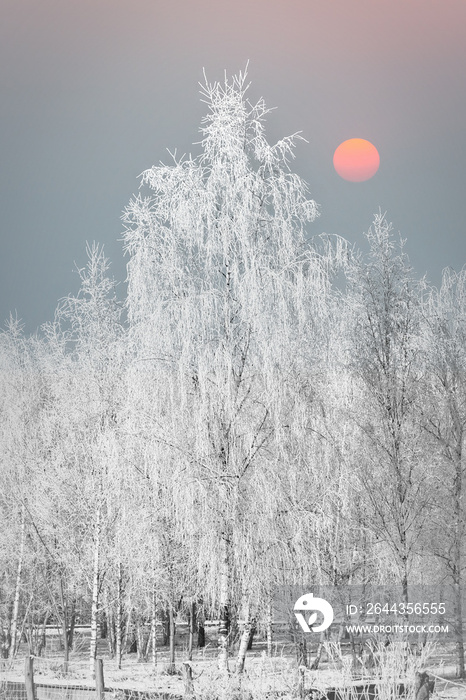 Winter landscape with icy snowy birch trees on snow covered field with red winter sun