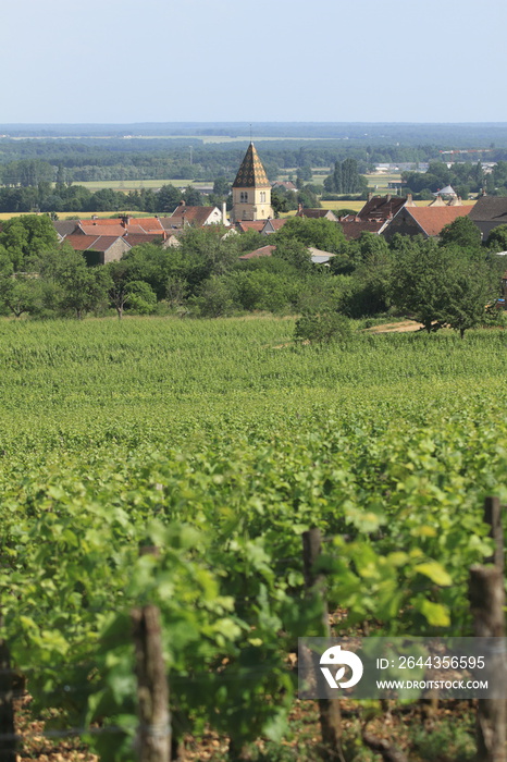 Bourgogne - vignoble - village de Marsannay