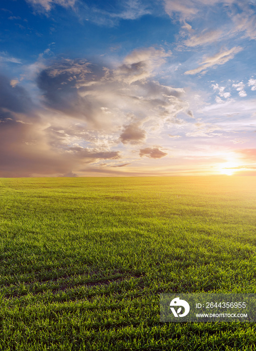 Green field of winter wheat, blue sky and sunset.