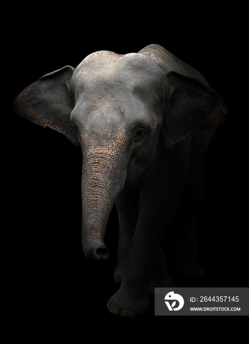 asia elephant standing in dark background