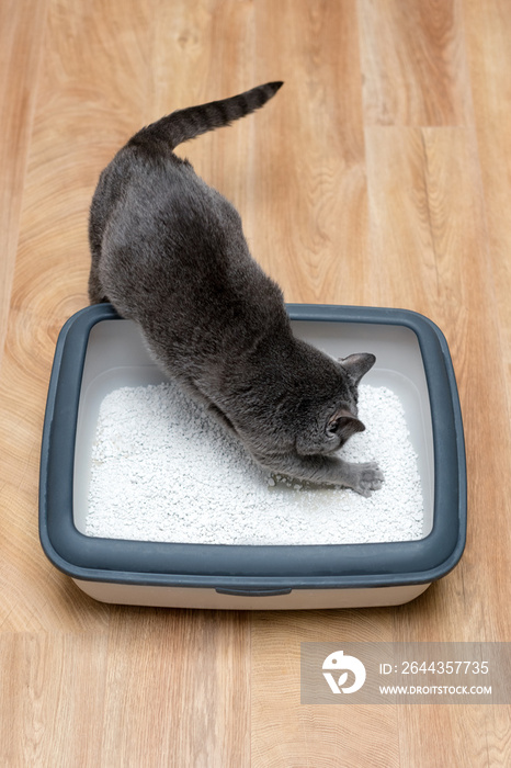 Cat using toilet, cat in litter box, for pooping or urinate, pooping in clean sand toilet. Grey cat breed Russian Blue.