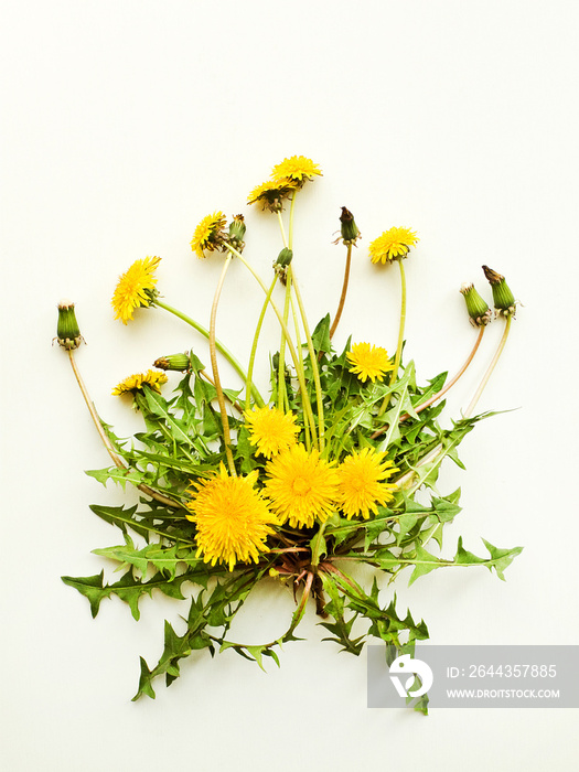 Dandelion on white