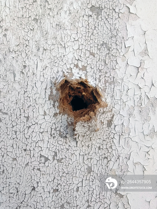 A hole in a wooden painted wall from a bullet close-up. Covering cracked paint