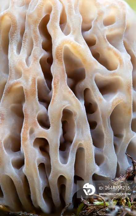 Macro shot of Morchella esculenta growing in the woods. Common morel, yellow morel, true morel mushroom