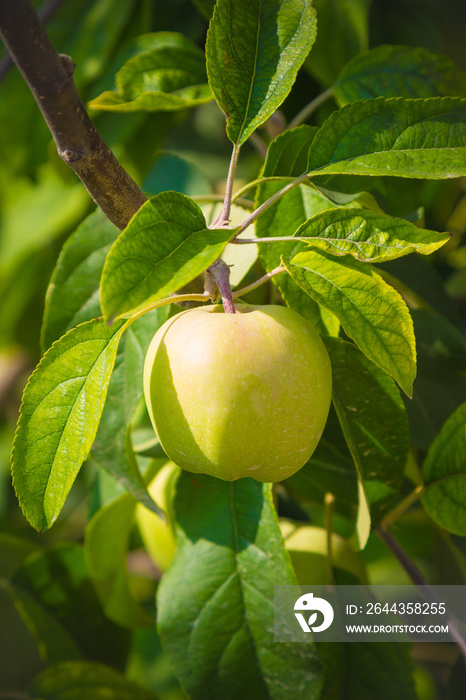 Close up of green unripe apple on a branch in orchard. Agriculture and season concepts.