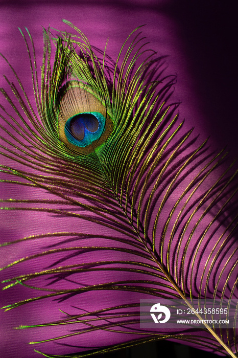 bright colors  peacock feather on violet vertical background