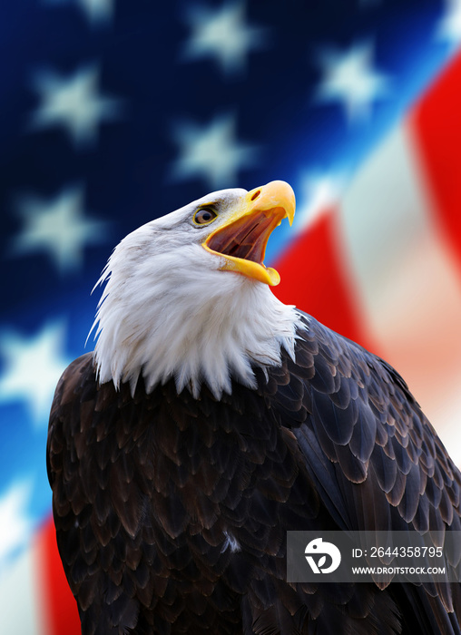 Portrait of a North American Bald Eagle (Haliaeetus leucocephalus) in the background USA flag.  United States of America patriotic symbols.