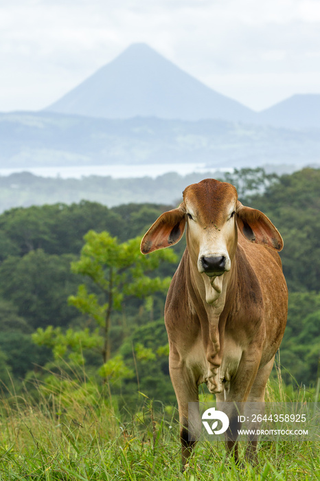 Cows in Costa Rica