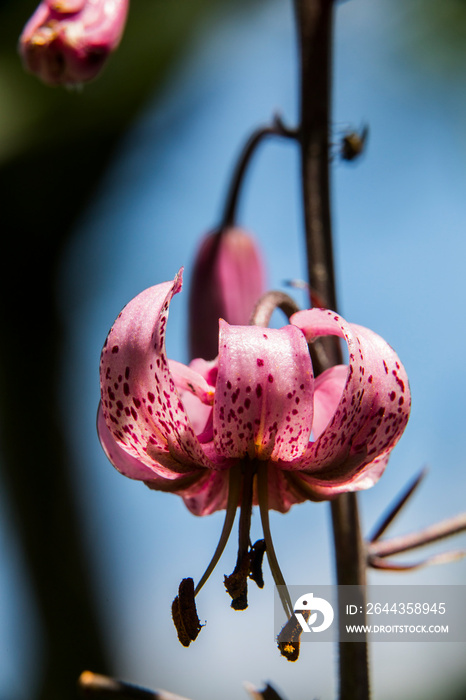 Lilium martagon flower in Eyne, Cerdagne, Pyrenees, France