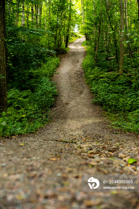 Narrow forest path with a steep incline.