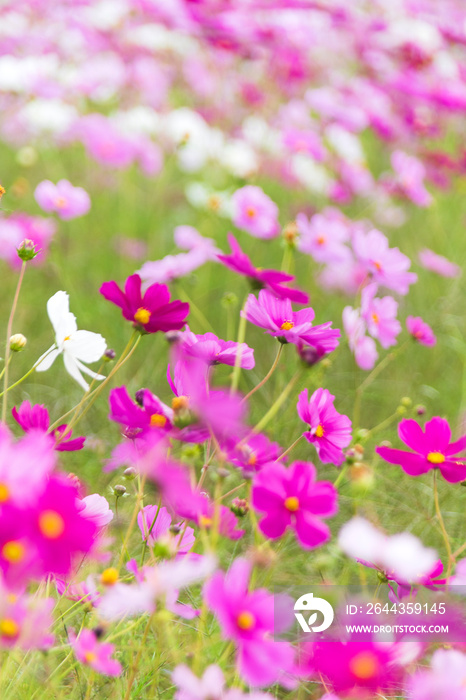 コスモス　秋の花　9月　10月　季節　屋外　写真　植物　花　自然　人物なし　背景素材　風景写真　秋　花　花畑　ピンク　グリーン　秋桜