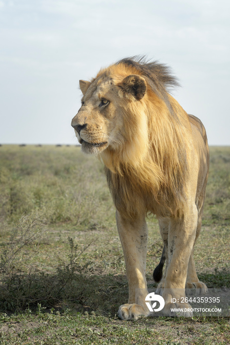 Male lion (Panthera leo) standing on savanna, looking at camera, Ngorongoro conservation area, Tanzania.