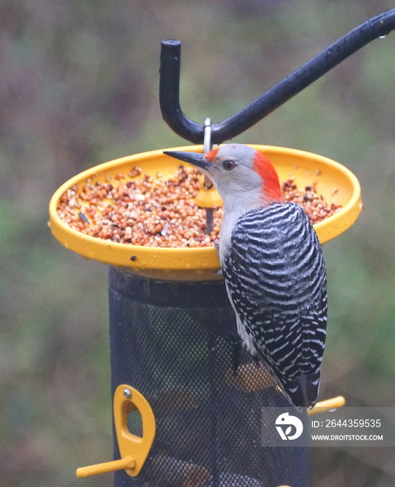 A red-bellied woodpecker eating seeds on the bird feeder