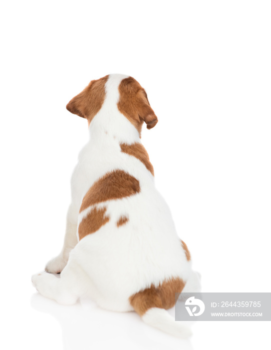 Jack russell terrier puppy sits in back view and looks up. Isolated on white background