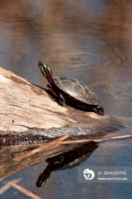 Painted turtle basking in early spring sunshine on a half-submerged log at Horicon National Wildlife Refuge, Wisconsin.