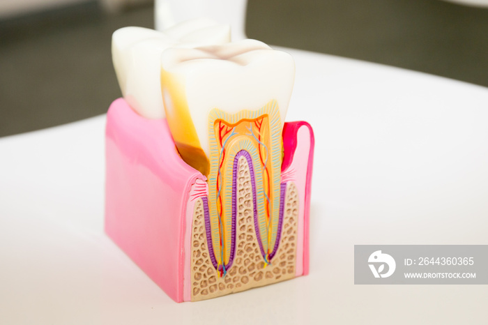 Dental model anatomy of the tooth cross-section dentist concept for education in laboratory