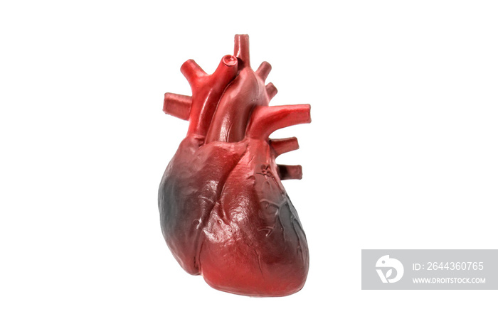 Human heart disease model on white background